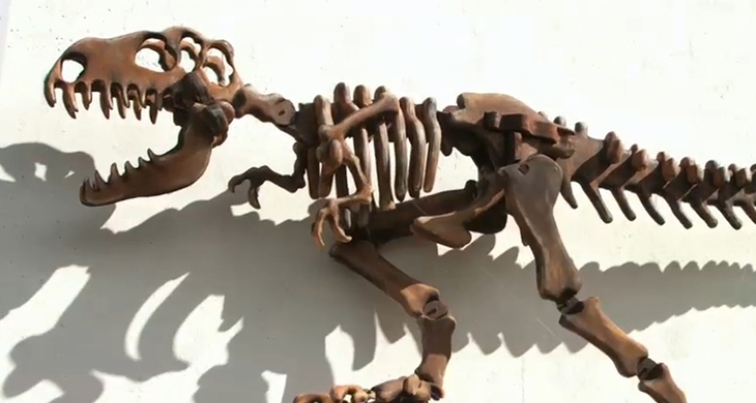 Kelly Alcock Dinosaur skeleton