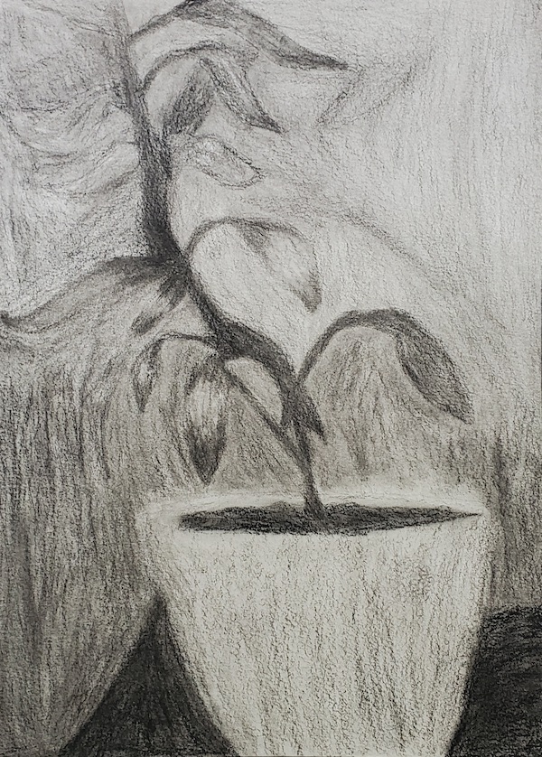 A black and white drawing of a plant in a pot