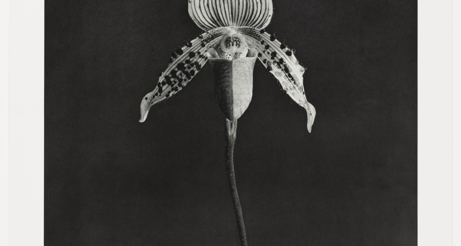 black and white photo of an Orchid by artist Robert Mapplethorpe