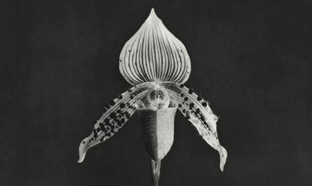Black and white image of an orchid by artist Robert Mapplethorpe