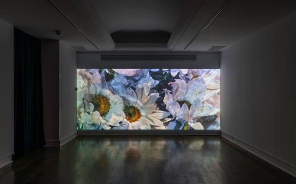 an installation view of a digital video by Abbey Williams projected across a wall in a dark gallery space. The still shown from the video shows a close up of white flowers with yellow centers. The lighting in the video makes parts of the flowers appear to have a slight pink and blue tint.