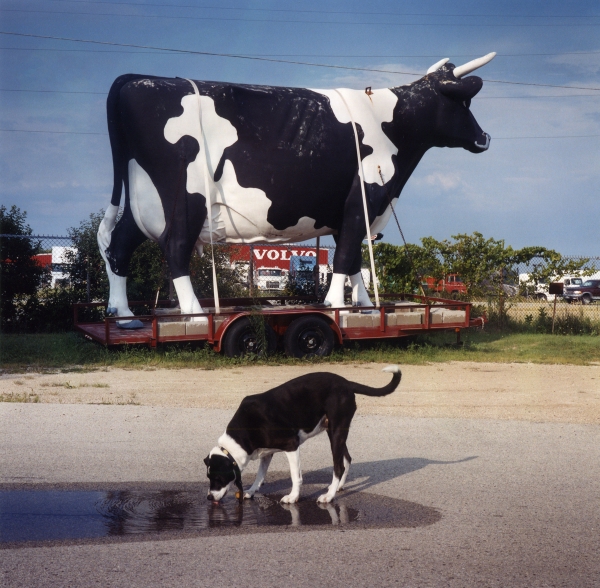 A phot of a large black-and-white cow statue tied to a trailer bed with a black-and-white dog drinking from a puddle in front o it
