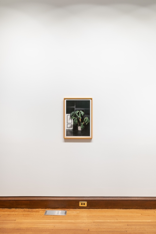 installation view of framed image of a plant on a white wall