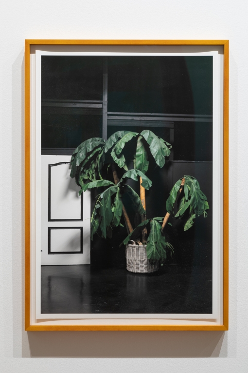 Close up installation image of a print of a film still with a large potted plant and white door