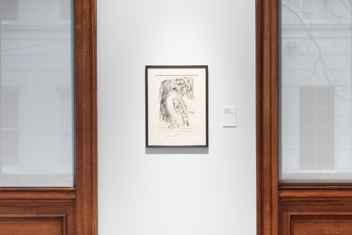 Drawing of hawk hanging between two windows