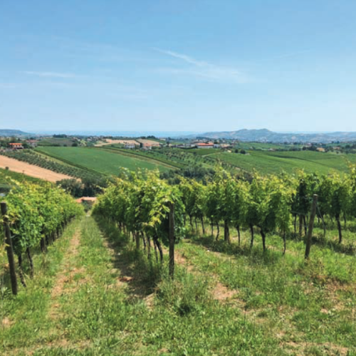 An Italian vineyard
